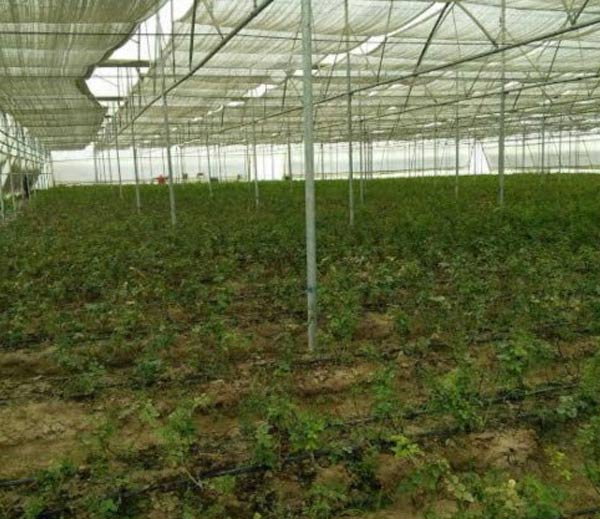 आइडिया दिल्ली में और यहां होने लगी 1 हेक्टेयर में 750 क्विंटल टमाटर की खेती