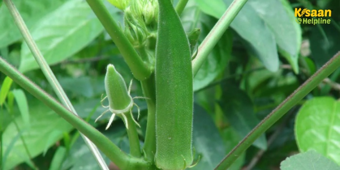 ICAR-IIVR की भिंडी किस्म - काशी चमन की खेती से किसान ने प्राप्त की बंपर पैदावार