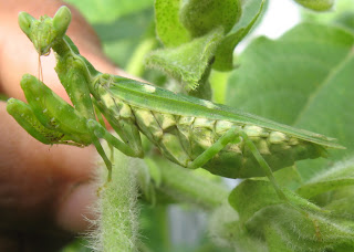 जानिए कैसे कर सकते है, फड़का नामक कीट को नियंत्रित