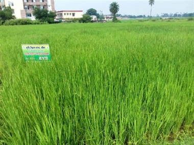 काला नमक चावल सुधारेगा बीमारों की सेहत काला नमक चावल सुधारेगा बीमारों की सेहत