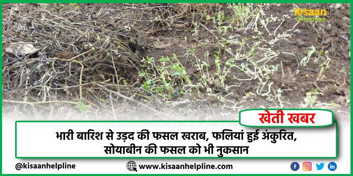 भारी बारिश से उड़द की फसल खराब, फलियां हुई अंकुरित, सोयाबीन की फसल को भी नुकसान भारी बारिश से उड़द की फसल खराब, फलियां हुई अंकुरित, सोयाबीन की फसल को भी नुकसान
