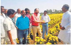 जिले के किसान 350 हेक्टेयर में कर रहे हैं फूलों की खेती