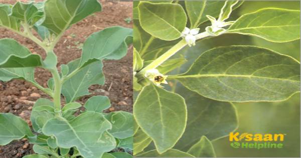 क्या आप जानते है, अश्वगंधा के स्वास्थ्य लाभ और भारत में सामान्य नाम क्या आप जानते है, अश्वगंधा के स्वास्थ्य लाभ और भारत में सामान्य नाम