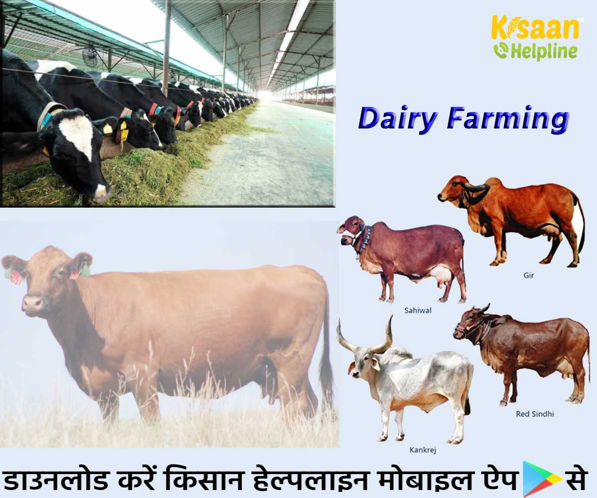 Agri Business: डेयरी उद्योग से हो सकती है अच्छी कमाई, जानिए गाय पालन और डेयरी फार्म खोलने का तरीका  Agri Business: डेयरी उद्योग से हो सकती है अच्छी कमाई, जानिए गाय पालन और डेयरी फार्म खोलने का तरीका