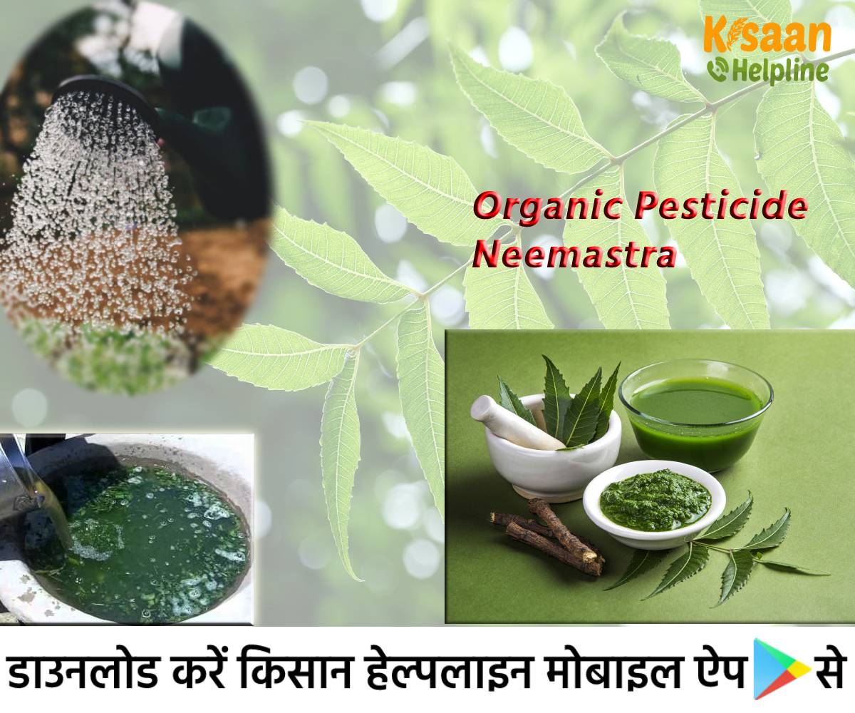 Organic Pesticide: जैविक कीटनाशक नीमास्त्र बनाने का सरल तरीका, जानिए इसके उपयोग करने की विधि के बारे में Organic Pesticide: जैविक कीटनाशक नीमास्त्र बनाने का सरल तरीका, जानिए इसके उपयोग करने की विधि के बारे में