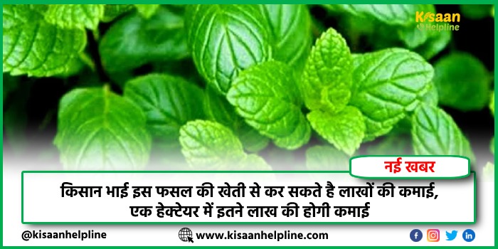 किसान भाई इस फसल की खेती से कर सकते है लाखों की कमाई, एक हेक्टेयर में इतने लाख की होगी कमाई