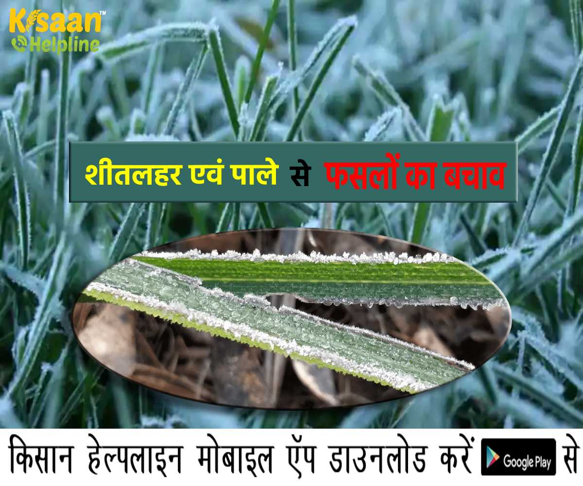 आइये जानते है शीतलहर एवं पाले से फसलों का बचाव कैसे करें आइये जानते है शीतलहर एवं पाले से फसलों का बचाव कैसे करें