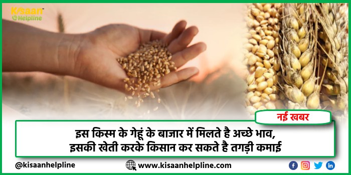 इस किस्म के गेहूं के बाजार में मिलते है अच्छे भाव, इसकी खेती करके किसान कर सकते है तगड़ी कमाई