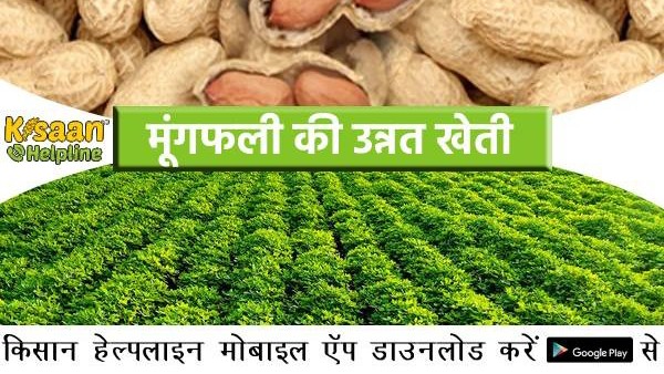 गर्मी में मूंगफली की खेती कर सकते हैं किसान, जानिए इसकी बुवाई का तरीका