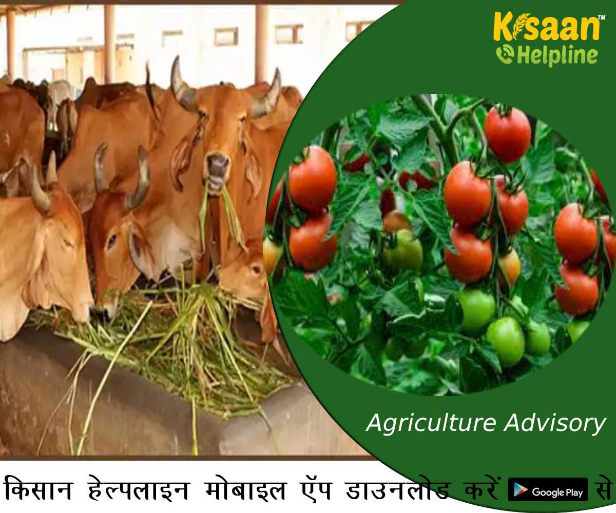 कृषि सलाह: ठंड में कृषि वैज्ञानिकों की इस सलाह का रखें ध्यान, पशुपालकों और किसानों के लिए अलर्ट जारी