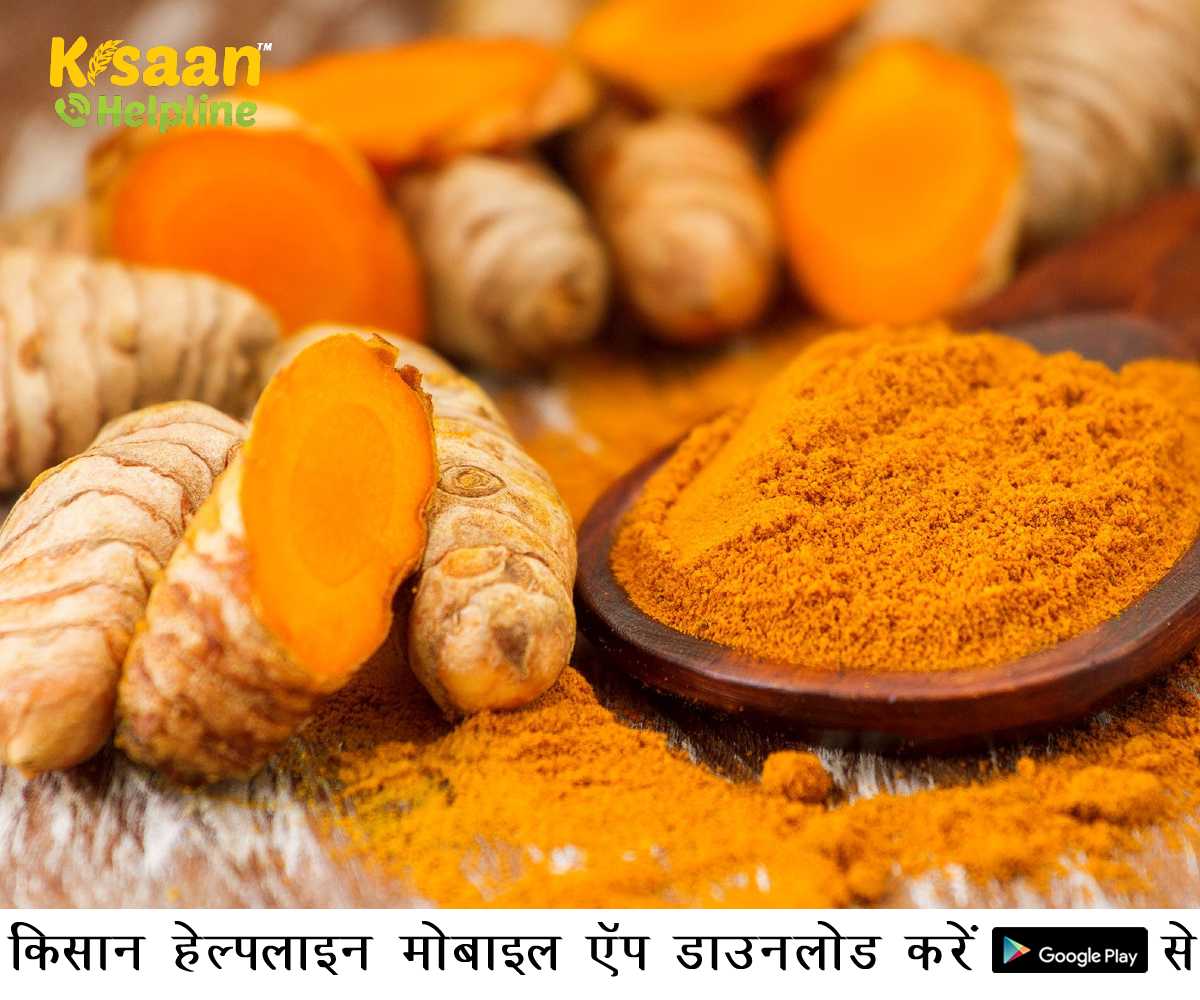 हल्दी की आवक शुरू, अब सुधरेगी किसानों की आर्थिक सेहत, मिला रिकॉर्ड रेट