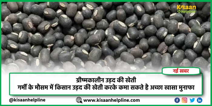 ग्रीष्मकालीन उड़द की खेती: गर्मी के मौसम में किसान उड़द की खेती करके कमा सकते है अच्छा खासा मुनाफा