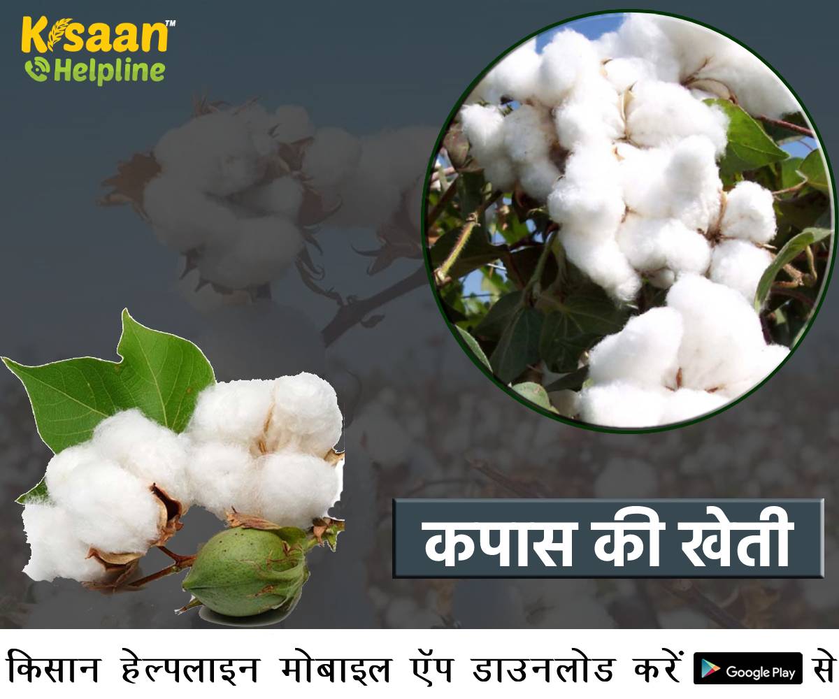कपास की खेती: बी.टी. कपास की ओर ध्यान देने योग्य मुख्य बातें, आइये जानते है