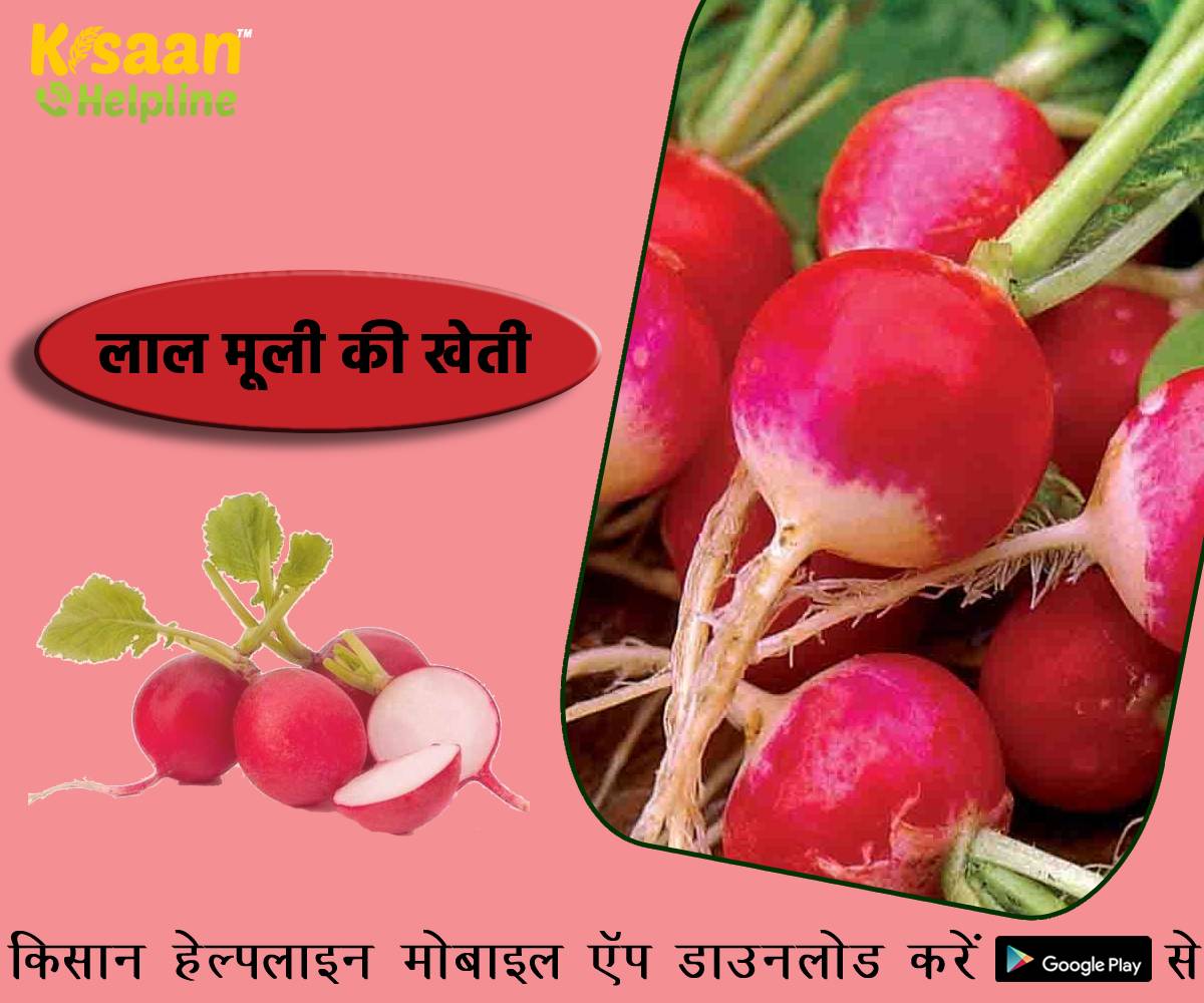 लाल मूली की खेती कर सामान्य मूली की अपेक्षा कमा सकते है अच्छा मुनाफा 