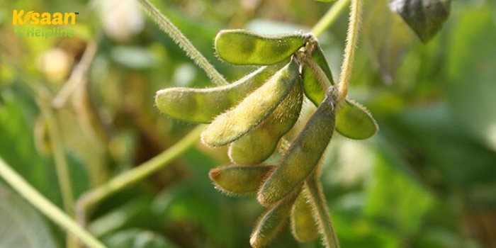 भारतीय कृषि अनुसंधान संस्थान द्वारा विकसित सोयाबीन की उन्नत किस्में, येलो मोजेक वायरस प्रतिरोधी है ये किस्में