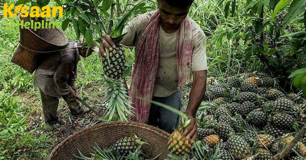 कोविड -19 पश्चिम बंगाल में अनानास किसानों के लिए बुरा समय लाया है कोविड -19 पश्चिम बंगाल में अनानास किसानों के लिए बुरा समय लाया है