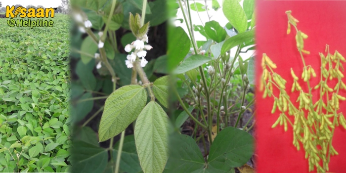 जानिए सोयाबीन की उन्नत किस्म जेएस 20-98 की विशेषताओं के बारे में