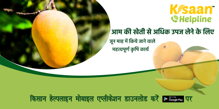 आम की खेती से अधिक उपज लेने के लिए जून माह में किये जाने वाले महत्वपूर्ण कृषि कार्य