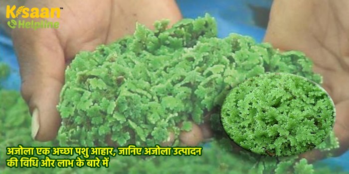 अजोला एक अच्छा पशु आहार, जानिए अजोला उत्पादन की विधि और लाभ के बारे में अजोला एक अच्छा पशु आहार, जानिए अजोला उत्पादन की विधि और लाभ के बारे में
