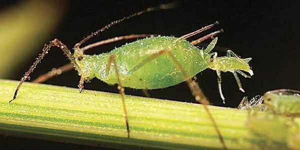 हानिकारक कीटों को मारने के लिए अपनाये ये देशी तरीके