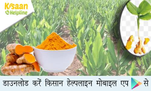 हल्दी की प्रतिभा किस्म किसानों की पहली पसंद, जानिए एक किसान ने इस किस्म की खेती से 2 रुपये की लागत पर कमाये 14 लाख रूपये 