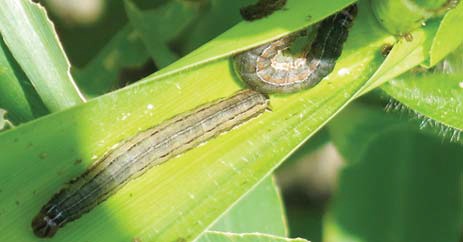 जाने, कैसे रखे कीटों के प्रबंधन में सावधानियां, जानकारी शेयर करे जाने, कैसे रखे कीटों के प्रबंधन में सावधानियां, जानकारी शेयर करे