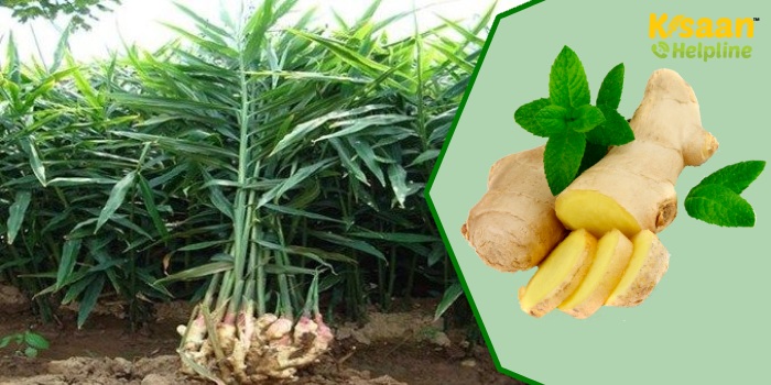 Ginger Farming: जानिए अदरक की खेती में ध्यान रखने वाली महत्वपूर्ण बातें