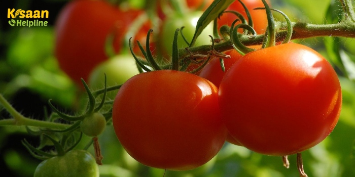 टमाटर की व्यावसायिक खेती, जानिए खेती से जुड़ी महत्वपूर्ण जानकारी