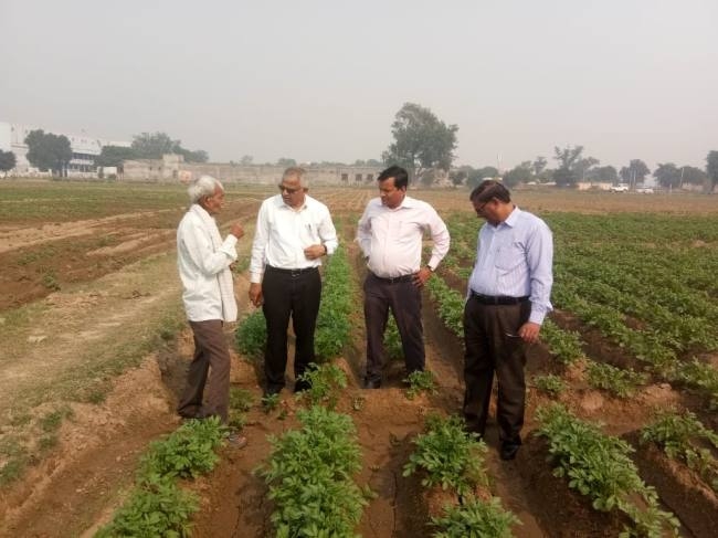 आलू की फसल पर आया पटेटो मोजैक वायरस का अटैक, किसान परेशान आलू की फसल पर आया पटेटो मोजैक वायरस का अटैक, किसान परेशान