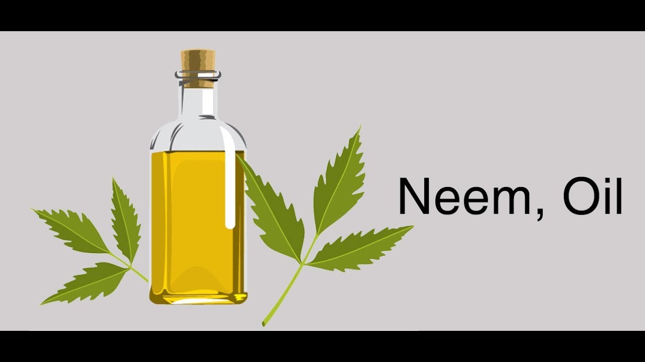 नीम तेल के फसल में फ़ायदे नीम तेल के फसल में फ़ायदे