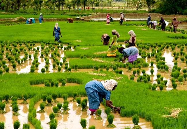युवाओं को अपनी और कर रहीं आकर्षित कृषि उद्यमिता योजनाएं युवाओं को अपनी और कर रहीं आकर्षित कृषि उद्यमिता योजनाएं