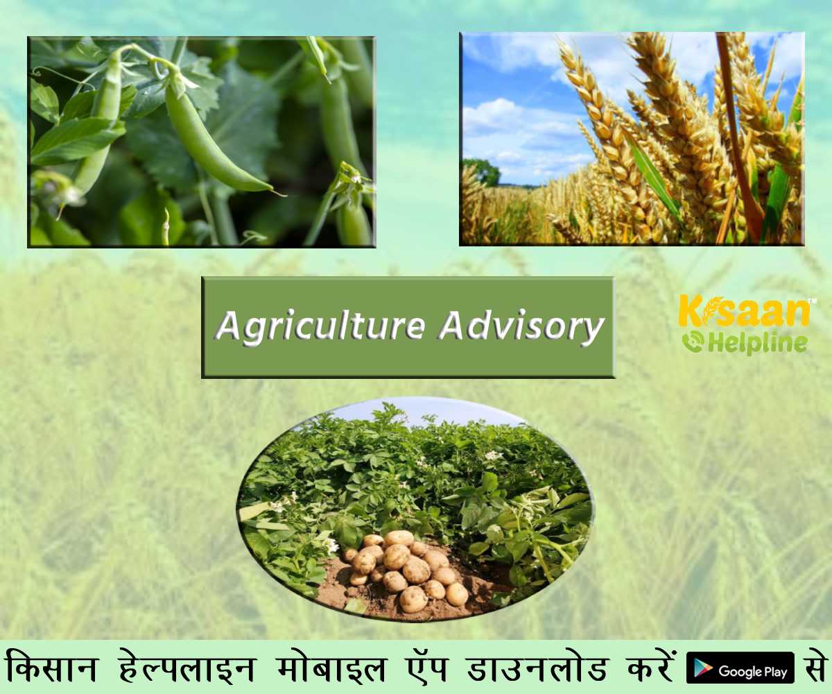 कृषि सलाह: रबी फसलों को लेकर किसानों के लिए ICAR ने जारी की एडवाइजरी कृषि सलाह: रबी फसलों को लेकर किसानों के लिए ICAR ने जारी की एडवाइजरी