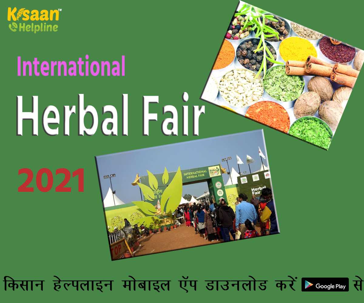 Agriculture Event: भोपाल में आठवां अंतरराष्ट्रीय हर्बल मेला 22 दिसंबर से शुरू होगा Agriculture Event: भोपाल में आठवां अंतरराष्ट्रीय हर्बल मेला 22 दिसंबर से शुरू होगा