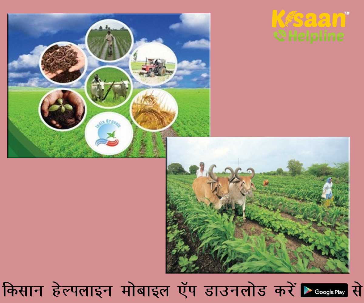 सरकार जैविक किसानों को वैश्विक स्तर पर वैध प्रमाणीकरण जारी करने की योजना बना रही है: अमित शाह सरकार जैविक किसानों को वैश्विक स्तर पर वैध प्रमाणीकरण जारी करने की योजना बना रही है: अमित शाह