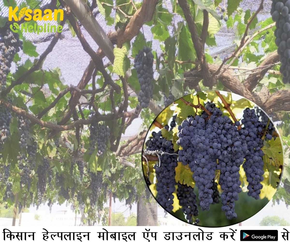 प्रेरक किसान: घर की छत को अंगूर के खेत में बदल कर एक किसान ने किया शहरी नागरिकों को प्रेरित प्रेरक किसान: घर की छत को अंगूर के खेत में बदल कर एक किसान ने किया शहरी नागरिकों को प्रेरित