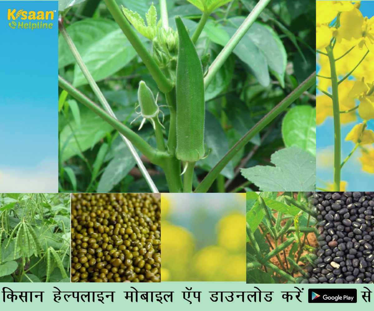 अधिक उत्पादन लेने के लिए शुष्क और बढ़ते तापमान में करें फसलों की देखभाल, जानिए फसल संबंधित सलाह अधिक उत्पादन लेने के लिए शुष्क और बढ़ते तापमान में करें फसलों की देखभाल, जानिए फसल संबंधित सलाह