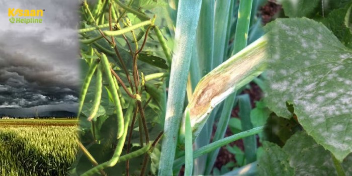 मौसम के आधार पर पूसा के कृषि वैज्ञानिकों ने जारी की एडवाइजरी, किसान भाई रखे इन बातों का विशेष ध्यान मौसम के आधार पर पूसा के कृषि वैज्ञानिकों ने जारी की एडवाइजरी, किसान भाई रखे इन बातों का विशेष ध्यान