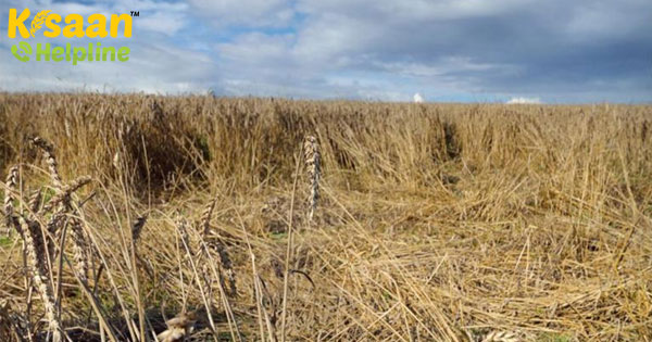 गेहूं खरीद को बढ़ावा देने के लिए 409 अतिरिक्त चावल शेलर को उप मंडी यार्ड के रूप में परिवर्तित किया गेहूं खरीद को बढ़ावा देने के लिए 409 अतिरिक्त चावल शेलर को उप मंडी यार्ड के रूप में परिवर्तित किया