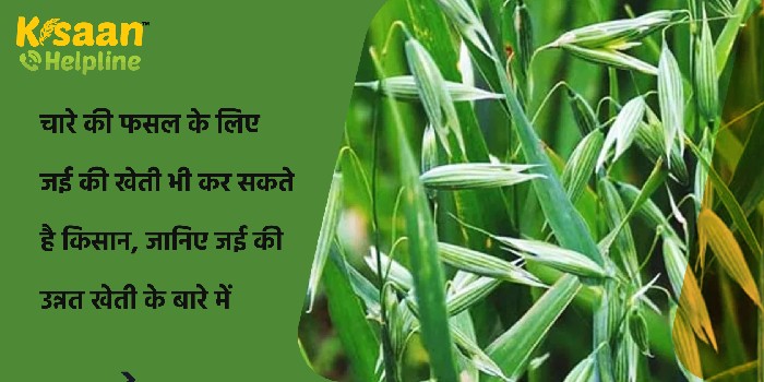 चारे की फसल के लिए जई की खेती भी कर सकते है किसान, जानिए जई की उन्नत खेती के बारे में