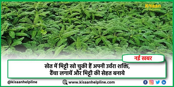 खेत में मिट्टी खो चुकी हैं अपनी उर्वरा शक्ति, ढैंचा लगायें और मिट्टी की सेहत बनाये खेत में मिट्टी खो चुकी हैं अपनी उर्वरा शक्ति, ढैंचा लगायें और मिट्टी की सेहत बनाये