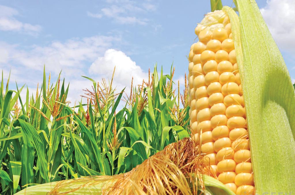 मक्का की खेती देगी अनेको फायदे, जाने क्यों उगाये मक्का की फसल मक्का की खेती देगी अनेको फायदे, जाने क्यों उगाये मक्का की फसल