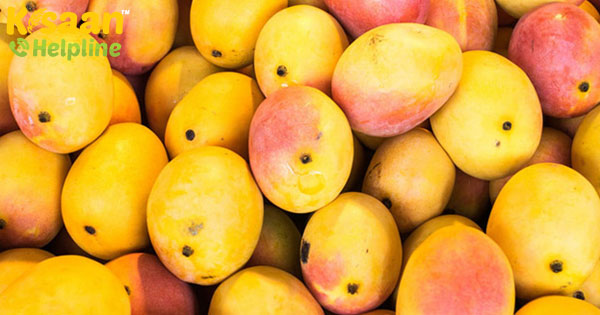 सुपर साइक्लोन एम्फान की वजह से बंगाल में आम व्यापार बुरी तरह से प्रभावित सुपर साइक्लोन एम्फान की वजह से बंगाल में आम व्यापार बुरी तरह से प्रभावित