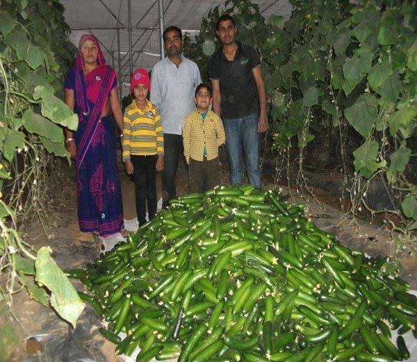 नीदरलैंड का खीरा उगाकर कमाए सात लाख