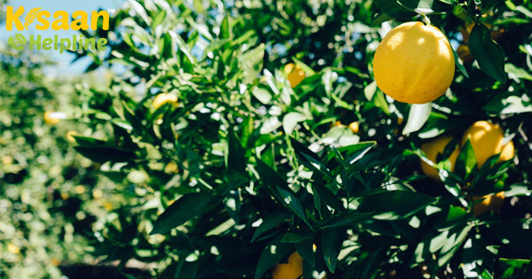 चार बीघा में नींबू की खेती पर 7 लाख की कमाई, जानिए यहां के किसानों से सफलता का राज चार बीघा में नींबू की खेती पर 7 लाख की कमाई, जानिए यहां के किसानों से सफलता का राज