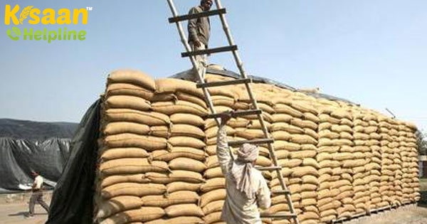 गेहूं की खरीद हर समय ऊचाइयों पर रही है गेहूं की खरीद हर समय ऊचाइयों पर रही है