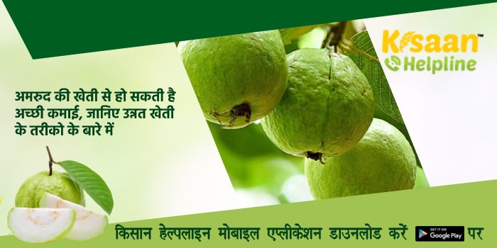 अमरुद की खेती से हो सकती है अच्छी कमाई, जानिए उन्नत खेती के तरीको के बारे में