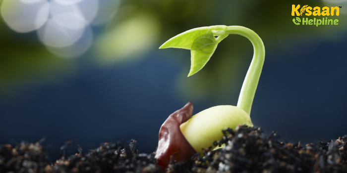 बीज उपचार के लिए करें इस प्राकृतिक दवा का इस्तेमाल, जानिए प्राकृतिक दवा बनाने का तरीका और प्रयोग के बारे में