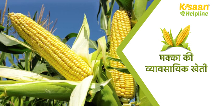 शुरू करें मक्का की व्यावसायिक खेती और कमाएं अधिक मुनाफा