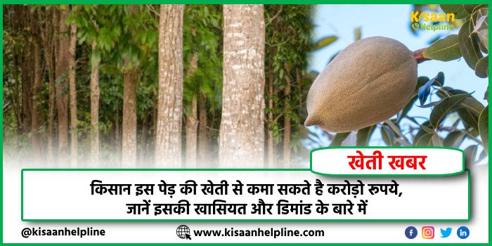 किसान इस पेड़ की खेती से कमा सकते है करोड़ो रूपये, जानें इसकी खासियत और डिमांड के बारे में