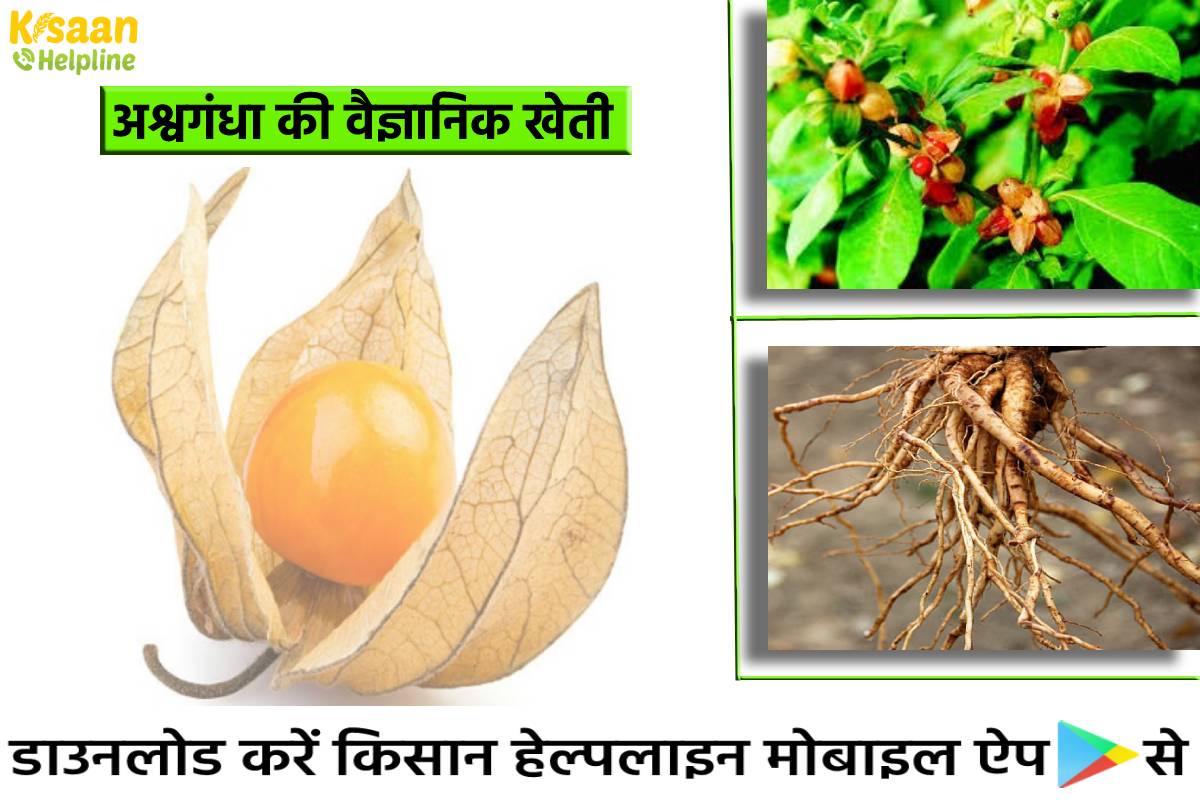 अश्वगंधा की वैज्ञानिक खेती: जानिए बुवाई का तरीका, बीज की मात्रा, पैदावार और बाजार मूल्य के बारे में